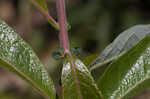 Prairie willow